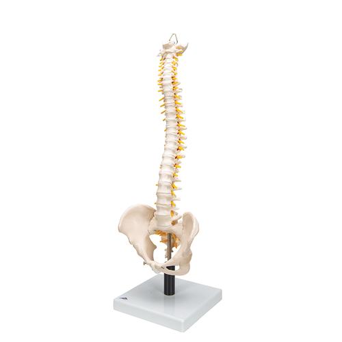 Flexible Human Spine Model with Soft Intervertebral Discs, 1008545 [VB84], Human Spine Models