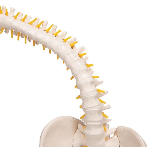 Flexible Human Spine Model with Soft Intervertebral Discs, 1008545 [VB84], Human Spine Models