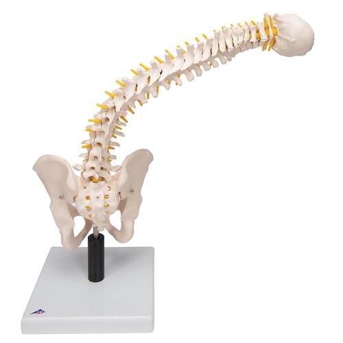 Flexible Human Spine Model with Soft Intervertebral Discs, 1008545 [VB84], Human Spine Models