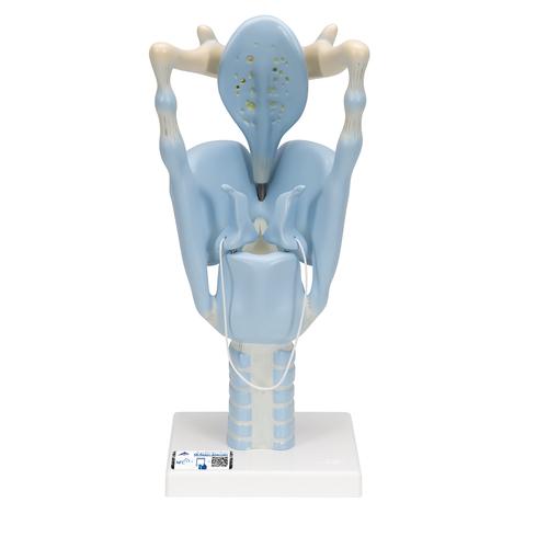 기능형 후두 모형, 실제 크기 3배 Functional Larynx Model, 3 times full-size, 1001242 [VC219], 귀 모형