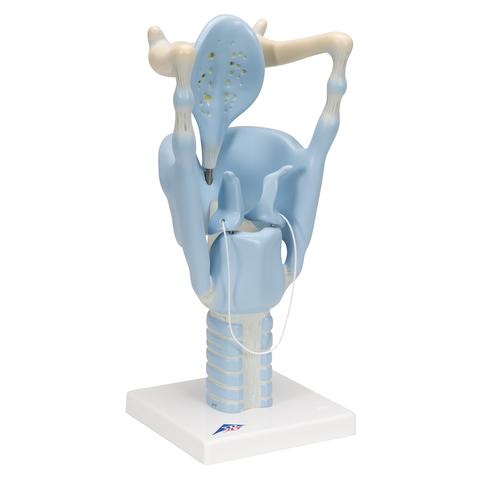 기능형 후두 모형, 실제 크기 3배 Functional Larynx Model, 3 times full-size, 1001242 [VC219], 귀 모형