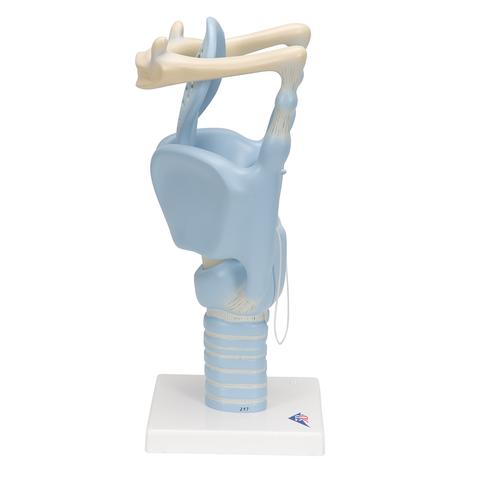 기능형 후두 모형, 실제 크기 3배 Functional Larynx Model, 3 times full-size, 1001242 [VC219], 귀 모형