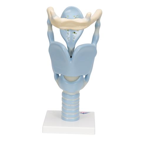 기능형 후두 모형, 실제 크기 3배 Functional Larynx Model, 3 times full-size, 1001242 [VC219], 귀 모형