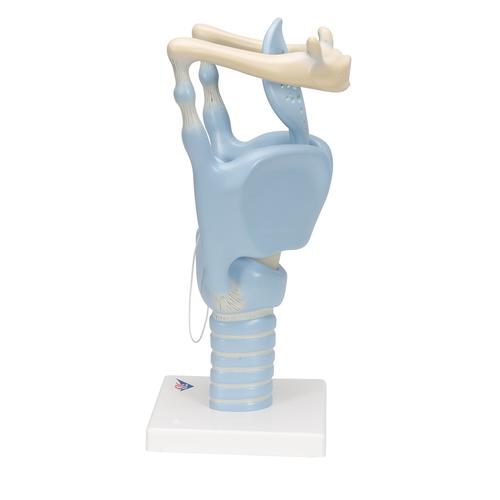 기능형 후두 모형, 실제 크기 3배 Functional Larynx Model, 3 times full-size, 1001242 [VC219], 귀 모형