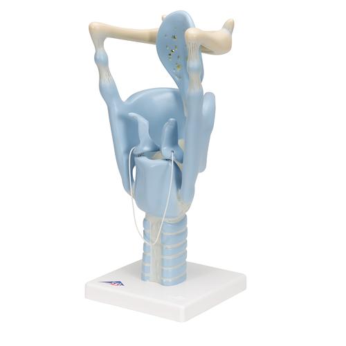 기능형 후두 모형, 실제 크기 3배 Functional Larynx Model, 3 times full-size, 1001242 [VC219], 귀 모형