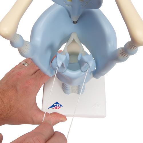 기능형 후두 모형, 실제 크기 3배 Functional Larynx Model, 3 times full-size, 1001242 [VC219], 귀 모형