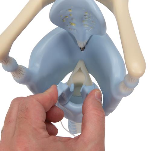 기능형 후두 모형, 실제 크기 3배 Functional Larynx Model, 3 times full-size, 1001242 [VC219], 귀 모형