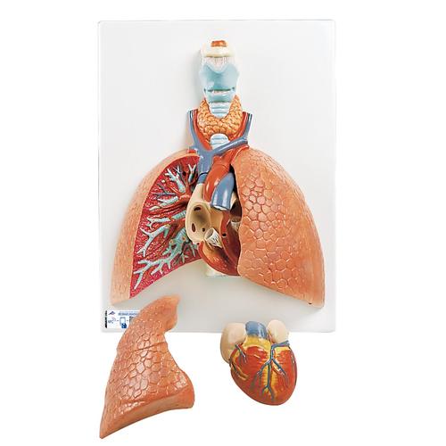 호흡기계모형 (후두가 포함된 폐 모형)  Lung Model with Larynx, 5 part, 1001243 [VC243], 폐 모형