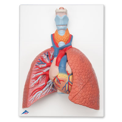 호흡기계모형 (후두가 포함된 폐 모형)  Lung Model with Larynx, 5 part, 1001243 [VC243], 폐 모형