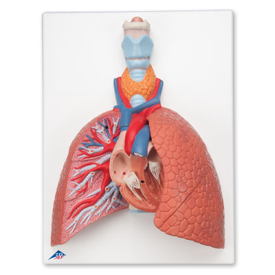 호흡기계모형 (후두가 포함된 폐 모형)  Lung Model with Larynx, 5 part, 1001243 [VC243], 폐 모형