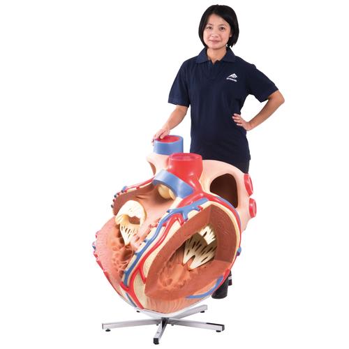 Giant Human Heart Model, 8 times Life-Size, 1001244 [VD250], Human Heart Models