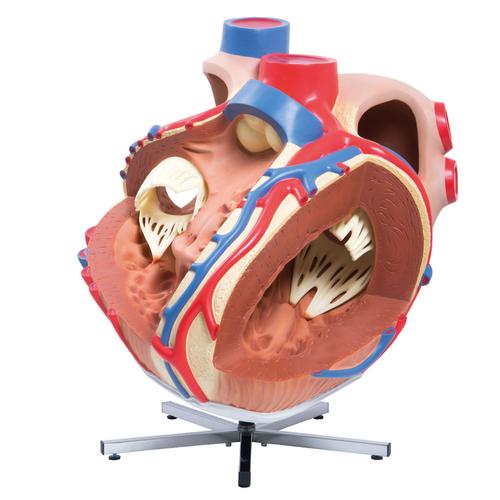 Cuore gigante, ingrandito 8 volte, 1001244 [VD250], Modelli di Cuore e Apparato Circolatorio