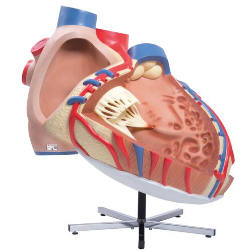 Corazón grande, 8 veces su tamaño natural, 1001244 [VD250], Modelos de Corazón