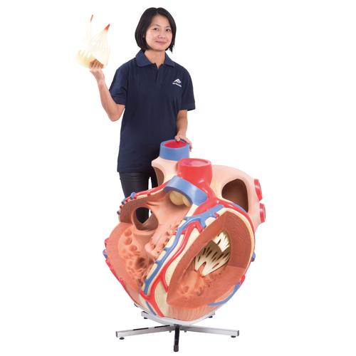 Giant Human Heart Model, 8 times Life-Size, 1001244 [VD250], Human Heart Models