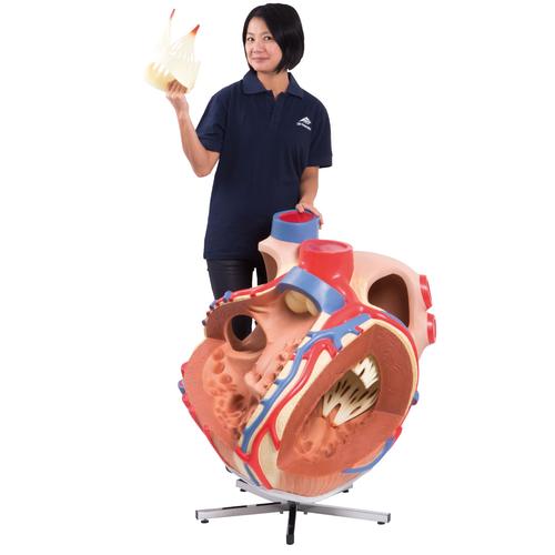 Giant Human Heart Model, 8 times Life-Size, 1001244 [VD250], Human Heart Models