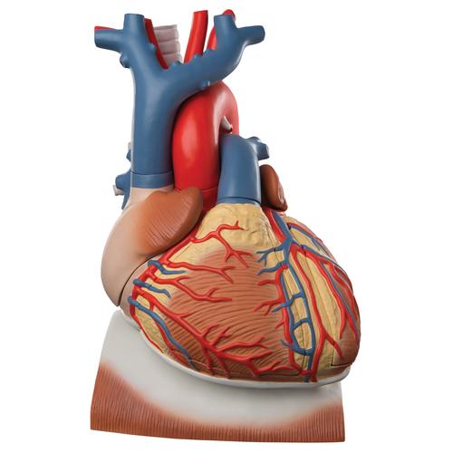 Cuore su diaframma, ingrandito 3 volte, in 10 parti, 1008547 [VD251], Modelli di Cuore e Apparato Circolatorio