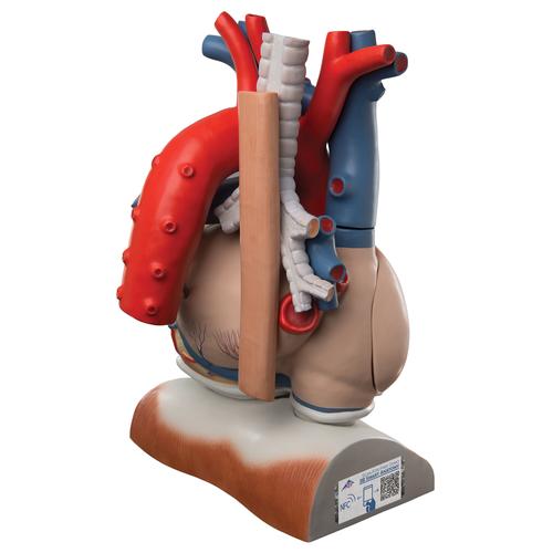 Cuore su diaframma, ingrandito 3 volte, in 10 parti, 1008547 [VD251], Modelli di Cuore e Apparato Circolatorio