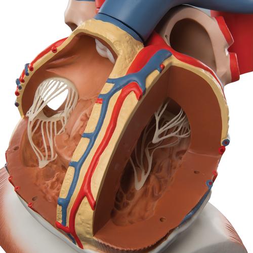 Heart and Diaphragm Model, 3 times Life-Size, 10 part, 1008547 [VD251], Human Heart Models