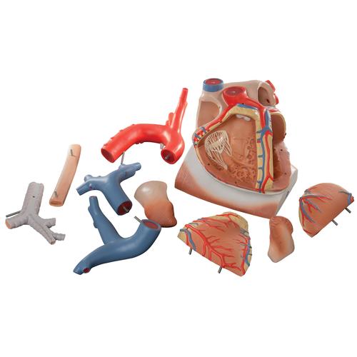 Heart and Diaphragm Model, 3 times Life-Size, 10 part, 1008547 [VD251], Human Heart Models