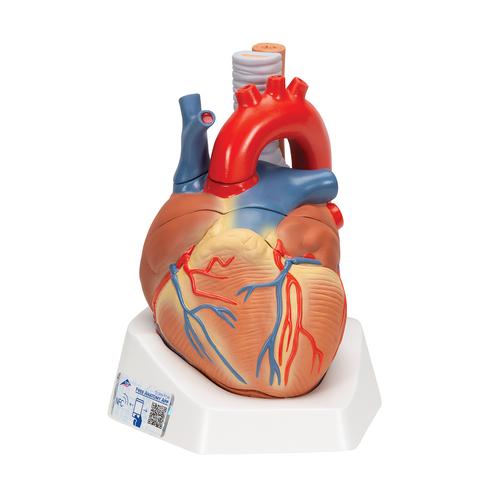 Cuore, in 7 parti, 1008548 [VD253], Modelli di Cuore e Apparato Circolatorio