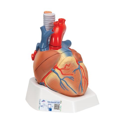 Human Heart Model, 7 part, 1008548 [VD253], Human Heart Models