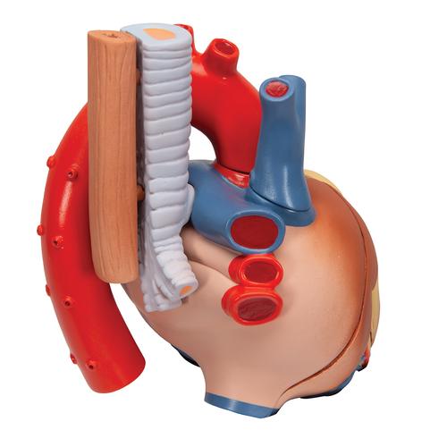 Human Heart Model, 7 part, 1008548 [VD253], Human Heart Models