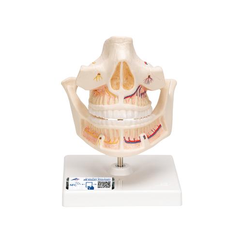 Dentition adulte, 1001247 [VE281], Modèles dentaires