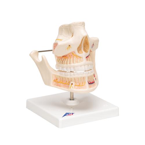 Adult Denture Model with Nerves and Roots, 1001247 [VE281], Dental Models