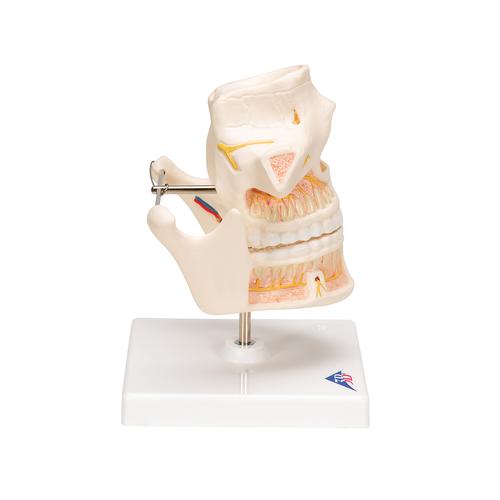 Adult Denture Model with Nerves and Roots, 1001247 [VE281], Dental Models