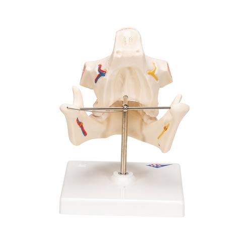 Adult Denture Model with Nerves and Roots, 1001247 [VE281], Dental Models