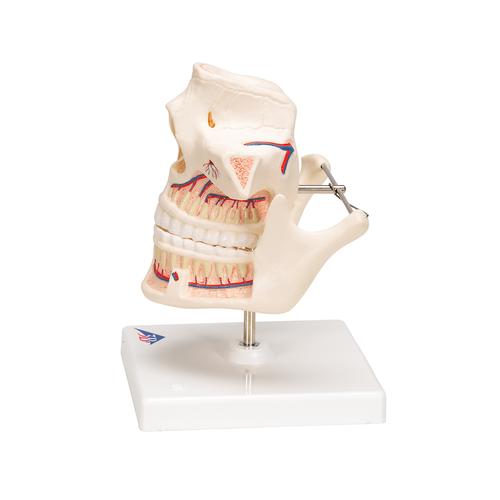 Adult Denture Model with Nerves and Roots, 1001247 [VE281], Dental Models