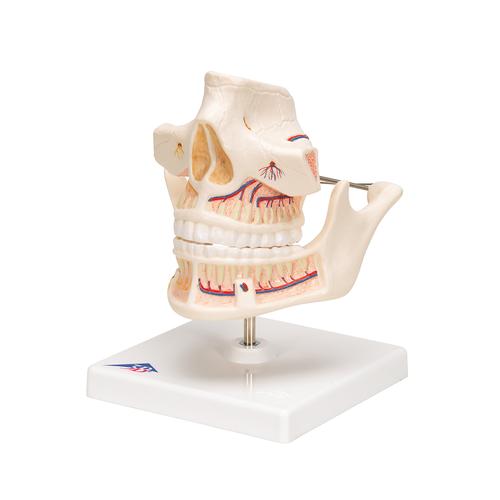 Adult Denture Model with Nerves and Roots, 1001247 [VE281], Dental Models