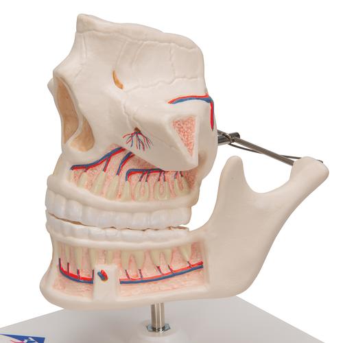 Adult Denture Model with Nerves and Roots, 1001247 [VE281], Dental Models