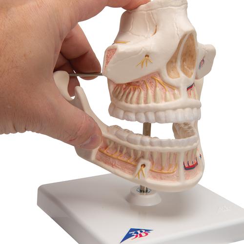 Adult Denture Model with Nerves and Roots, 1001247 [VE281], Dental Models