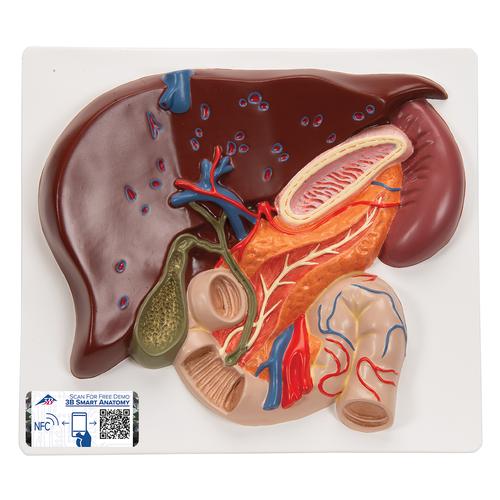 Fegato con cistifellea, pancreas e duodeno, 1008550 [VE315], Modelli di Sistema Digerente