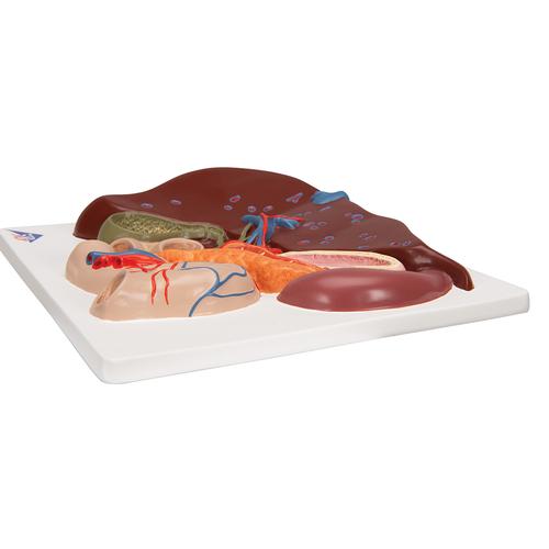 Liver Model with Gall Bladder, Pancreas & Duodenum, 1008550 [VE315], Digestive System Models