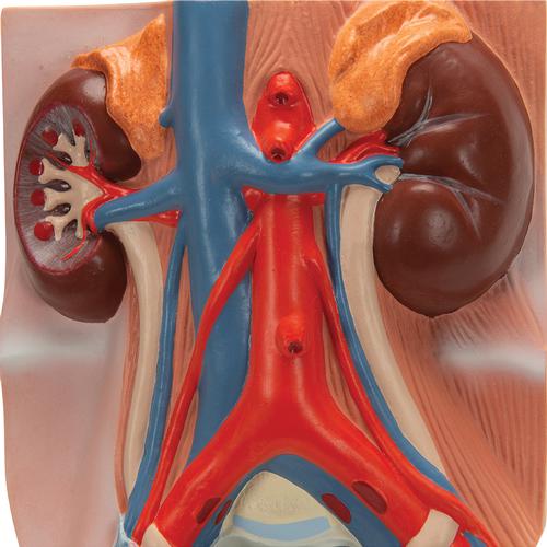 Male Urinary System Model, 3/4 Life-Size, 1008551 [VF325], Urology Models