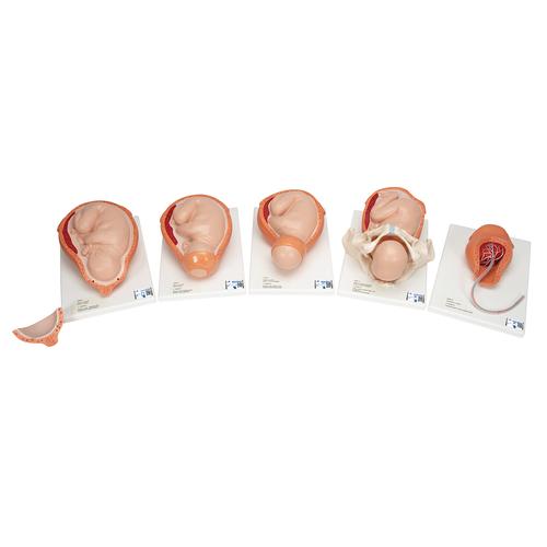 Birthing Process Model with 5 Stages, 1001258 [VG392], Pregnancy Models