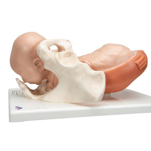 Birthing Process Model with 5 Stages, 1001258 [VG392], Pregnancy Models