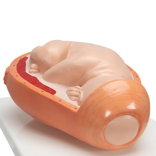 Birthing Process Model with 5 Stages, 1001258 [VG392], Pregnancy Models