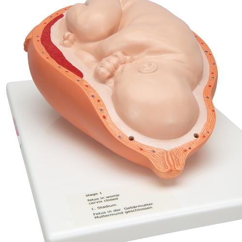 Birthing Process Model with 5 Stages, 1001258 [VG392], Pregnancy Models