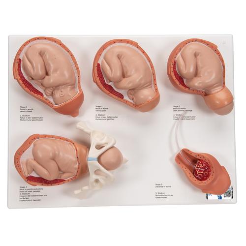 Labor Stages Model, Small, 1001259 [VG393], Pregnancy Models