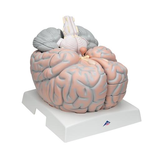 대형 뇌모형, 실제크기 2.5배, 14-파트 Giant Brain, 2.5 times full-size, 14 part, 1001261 [VH409], 두뇌 모형