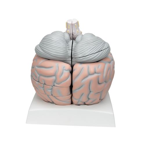 대형 뇌모형, 실제크기 2.5배, 14-파트 Giant Brain, 2.5 times full-size, 14 part, 1001261 [VH409], 두뇌 모형