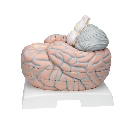 대형 뇌모형, 실제크기 2.5배, 14-파트 Giant Brain, 2.5 times full-size, 14 part, 1001261 [VH409], 두뇌 모형