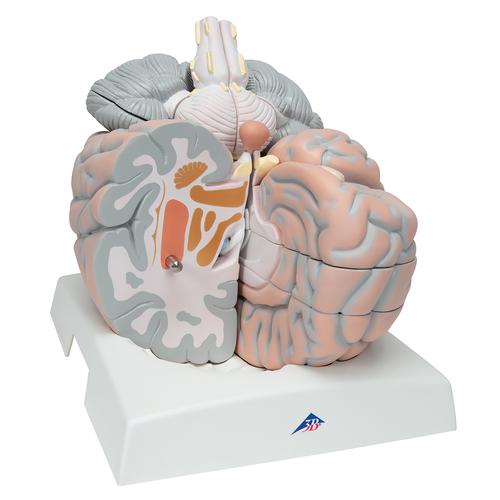 Cerveau géant, agrandi 2,5 fois, en 14 parties, 1001261 [VH409], Modèles de cerveaux