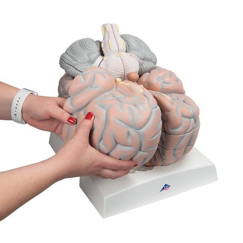 대형 뇌모형, 실제크기 2.5배, 14-파트 Giant Brain, 2.5 times full-size, 14 part, 1001261 [VH409], 두뇌 모형