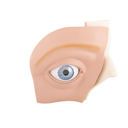 Human Eye Model, 5 times Full-Size, 12 part, 1001264 [VJ500A], Eye Models