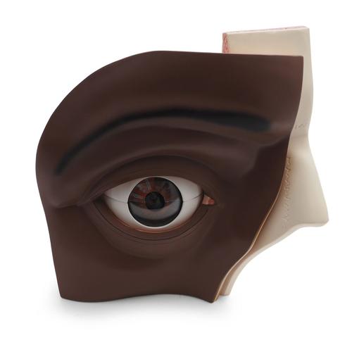 Human Eye Model, 5 times Full-Size, 12 part, dark skin, 1024391 [VJ500AD], Eye Models