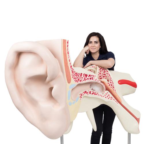 세계에서 가장 큰 귀모형, 15배 확대, 3파트  World's Largest Ear Model, 15 times Full-Size, 3 part, 1001266 [VJ510], 귀 모형